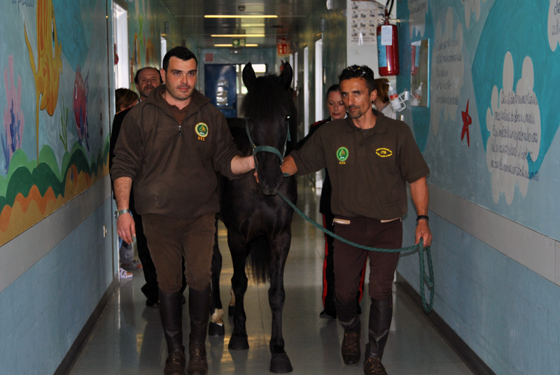 I cavallini di Monterufoli fanno visita ai piccoli pazienti del Dipartimento Materno Infantile grazie al Reparto Carabinieri Biodiversità di Siena: è la prima volta in un ospedale toscano